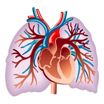 Účinok Pulsactive na kardiovaskulárny systém